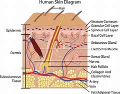 Image result for Human Body Diagram Skin