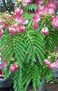 Image result for Mimosa Bonsai Tree