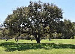 Image result for Live Oak Leaf