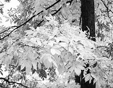 Image result for Fall Leaves Black and White