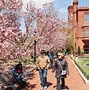 Image result for Cherry Blossoms in DC