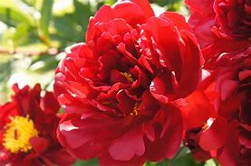 Image result for Blue Peonies Seeds