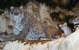 Image result for Smilodon Cat