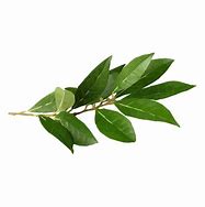 Image result for Bay Leaf Illustration