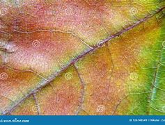 Image result for Branch Maple Leaf Texture