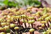 Image result for Marchantia Polymorpha