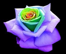 Image result for Most Beautiful Flower Photography