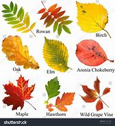 Image result for Fall Leaves Names