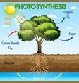 Image result for Photosynthesis Process Vector