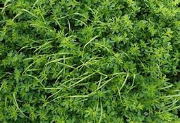 Image result for Alfalfa Grass Hay