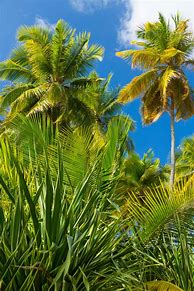 Image result for Tropical Palm Leaves