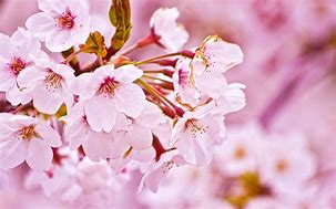 Image result for Cherry Blossoms with Cherries