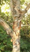 Image result for Birch Tree Tattoo