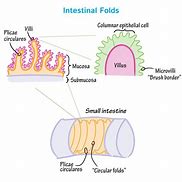 Image result for Villi and Microvilli Diagram