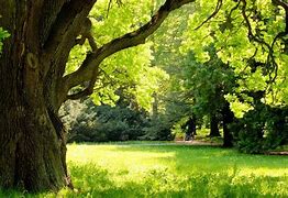 Image result for Bur Oak Tree Sapling