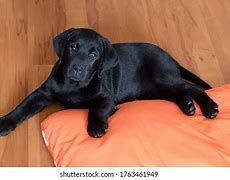 Image result for Female Black Lab Puppy