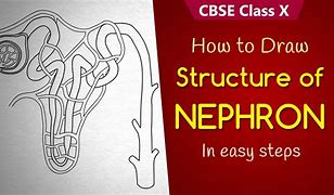 Image result for Structure of Nephron Diagram NCERT