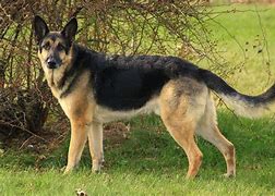 Image result for German Shepherd Dog Coloring Pages