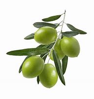 Image result for Wavy Olive Branch