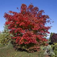 Image result for Maple Willow Wind