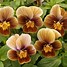 Image result for Brown Colored Flowers