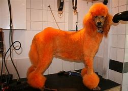 Image result for Giant Schnauzer Standard Poodle Mix