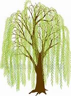 Image result for Willow Tree Clip Art