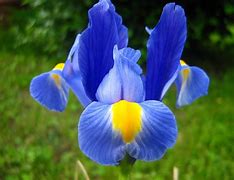 Image result for Lis Flower