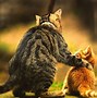 Image result for Love Is the Answer Animals