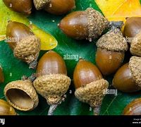 Image result for White Oak Tree Seeds