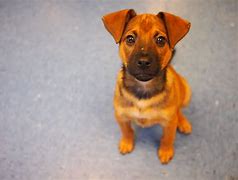 Image result for Schnauzer Lab Mix Puppies