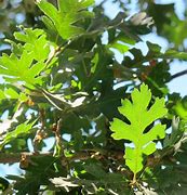 Image result for Quercus Lobata