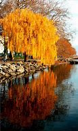 Image result for Weeping Willow Tree Fall