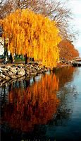 Image result for Weeping Willow Tree Cut File