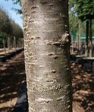 Image result for Cherry Blossom Tree Bark