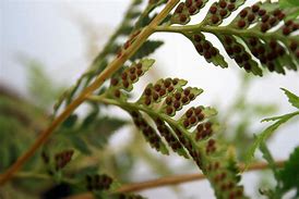 Image result for Male Fern Spores