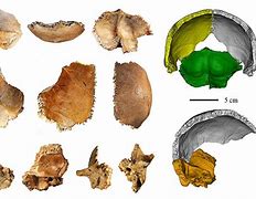 Image result for Human Fossils