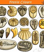 Image result for Human Fossils