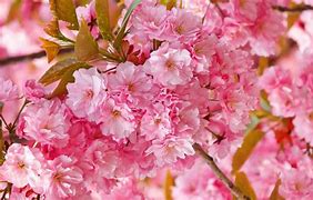 Image result for Cherry Blossom Wallpaper Free Download