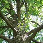 Image result for Red Oak Trees Near Me