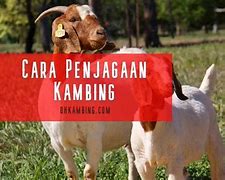 Image result for Peternakan Kambing