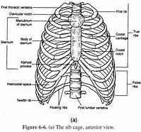 Image result for Backbend Rib Cage