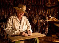 Image result for Cuban Cigar Paintings