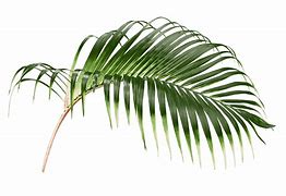 Image result for Leaf PNG 4K