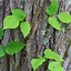 Image result for Poison Ivy Vine Growing Up a Tree