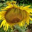 Image result for Sunflower Wedding Decorations