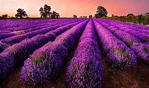 Image result for Purple Gem Field