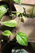 Image result for Leaf Climbing Plants