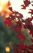 Image result for Fall Leaf Coloring Sheet