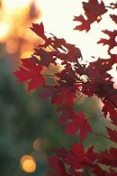 Image result for Fall Leaf Tree Coloring Pages